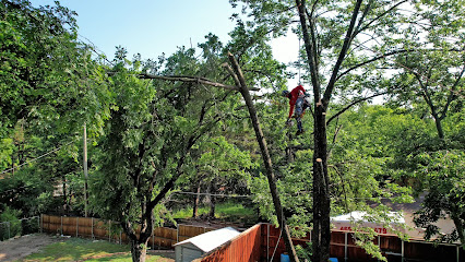 Texas Tree Transformations