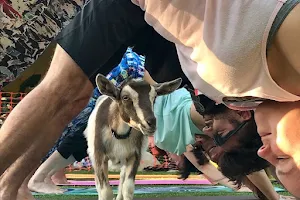 Hello Critter Goat Yoga image