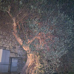 Photo n°2 de l'avis de Giancarlo.o fait le 19/11/2021 à 21:24 sur le  Ristorante Squad Garden à Castiglione del Lago