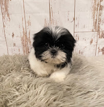 Puppies On The Run Inc - Photo 8 - Car repair in Hudson, NH, Nashua