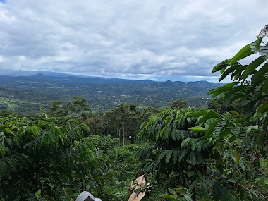 Finca Cafetalera Solmary