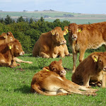 Photo n°7 de l'avis de S..� fait le 10/10/2022 à 12:07 sur le  Panorama-Gasthof Stemler à Eulenbis