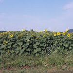 Photo n°2 de l'avis de Stefano.e fait le 07/08/2018 à 14:11 sur le  AdriaCamp Mobile Homes Grado à Belvedere