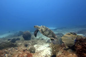 Dive Center "Scuba Kraken" Diving Puerto Morelos image