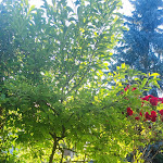 Photo n°14 de l'avis de Manuela.c fait le 14/06/2023 à 19:57 sur le  Landhotel Elfenhof à Immenstaad