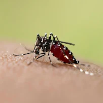 Mosquito Squad of Greater Austin - Car repair in , Austin - Rated 5.0/5