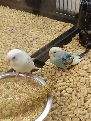 Pet Supply Store «PetSmart», reviews and photos, 10697 E US Hwy 36, Avon, IN 46123, USA