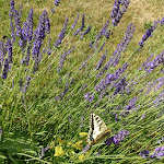 Photo n°4 de l'avis de Cezar.o fait le 10/08/2019 à 10:40 sur le  Hotel-Pension Kräutle - Martin Kräutle à Feldberg