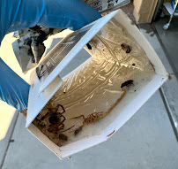 TermiKnight Termite & Pest Solutions - Photo 5 - Car repair in Surprise, AZ, Peoria