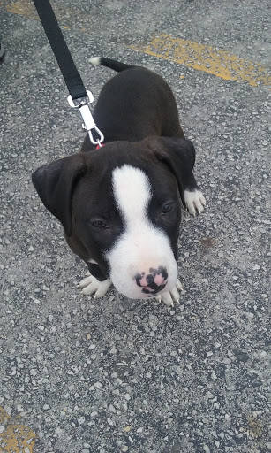 Apple Farm Food, 303 E 115th St, Chicago, IL 60628, USA, 