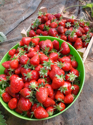 LA FERME DES FRUITIERS à Seichamps