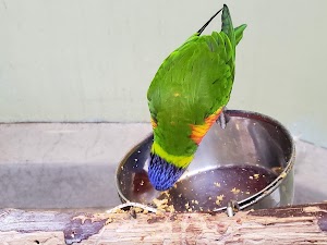 National Aviary - photo 13