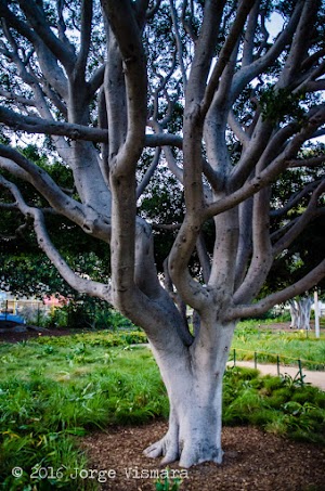 Tongva Park - photo 96