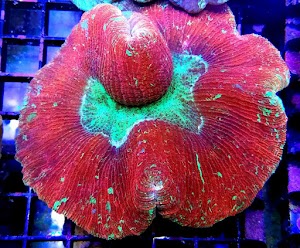 North County Tropical Fish Store - Reefers Garge - photo 11