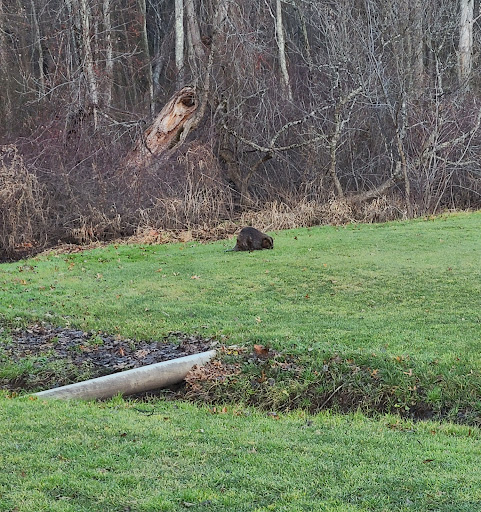 Golf Course «Airways Golf», reviews and photos, 1070 S Grand St, West Suffield, CT 06093, USA