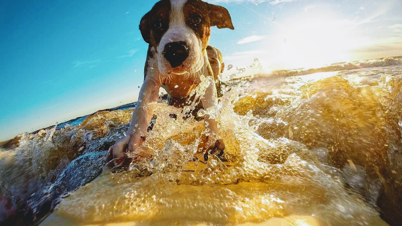 Clínica Veterinaria Hernández