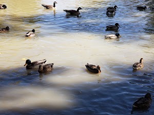 Baldridge Park - photo 11