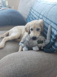 Homebound Pet Sitting - Photo 7 - Car repair in , Fargo