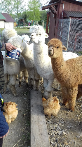 Comentarii opinii despre RedRaj