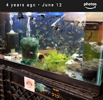 Coopers Cichlids private breeder - Photo 5 - Car repair in Philadelphia, PA, Philadelphia