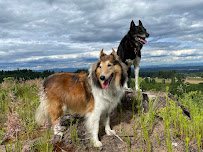 Night Shift Pet Care - Photo 9 - Car repair in Portland, OR, Portland