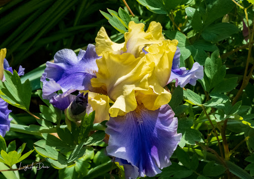 Winery «Lanthier Winery», reviews and photos, 123 Mill St, Madison, IN 47250, USA