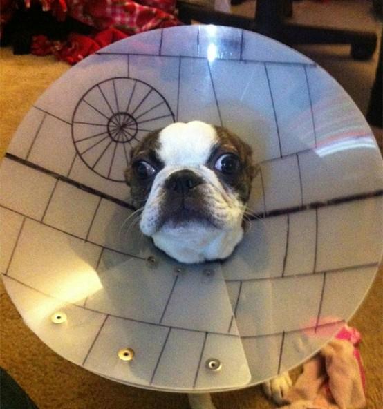 Imagen de Clínica Veterinaria La Campana (11 de 29)