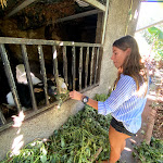 Photo n°8 de l'avis de Dos.o fait le 30/08/2020 à 13:27 sur le  Quinta Da Saraiva à Câmara de Lobos