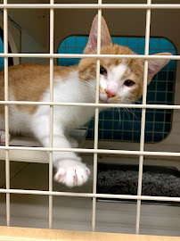 Petco - Photo 7 - Car repair in Orange City, FL, Deltona