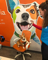 Dogtopia Charlottesville - Photo 8 - Car repair in Charlottesville, VA, Charlottesville