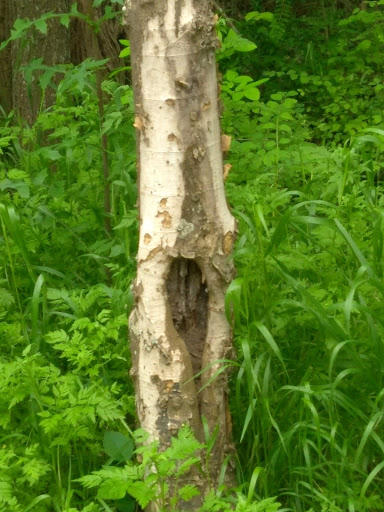 Park «Forney Community Park», reviews and photos, 241 S Farm to Market 548, Forney, TX 75126, USA