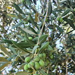 Photo n°2 de l'avis de Marco.a fait le 16/08/2022 à 11:26 sur le  Hotel Torre Santamaria Resort à Mattinata