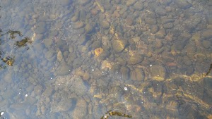 Canby Community (River) Park - photo 45