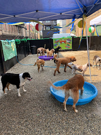 Canine Crews - Photo 3 - Car repair in Chicago, IL, Chicago