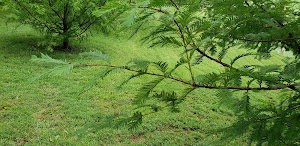 Hoopes Park - photo 48