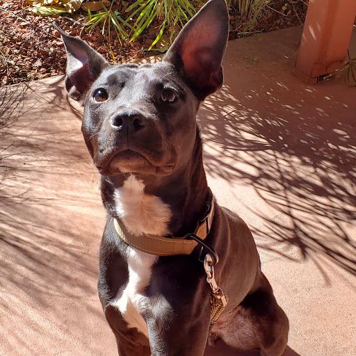 Animal Protection Organization «Humane Society of Sedona Inc», reviews and photos