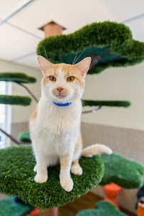 Animal Humane New Mexico Westside Adoption Center - Photo 4 - Car repair in Albuquerque, NM, Albuquerque