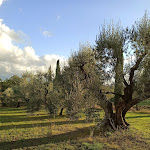 Photo n°8 de l'avis de Paola.a fait le 04/10/2020 à 16:31 sur le  Poggio del sole agriturismo à Castiglione del Lago