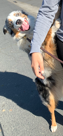 Wolfie’s Pet Sitting Service - Photo 2 - Car repair in , Sacramento