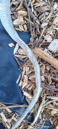 Greenville Wildlife Removal - Photo 5 - Car repair in Greenville, NC, Greenville