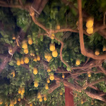 Photo n°5 de l'avis de Pailin.i fait le 18/09/2021 à 11:16 sur le  Da Paolino à Capri