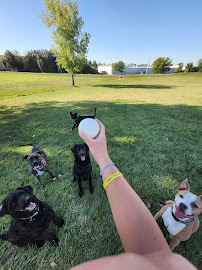 J-Dog's Paws - Photo 2 - Car repair in , Lee's Summit