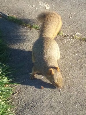 Dan Foley Park - photo 45