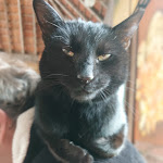 Photo n°1 de l'avis de Maximus.e fait le 01/07/2023 à 11:57 sur le  Cafe Lindenhof à Kranenburg