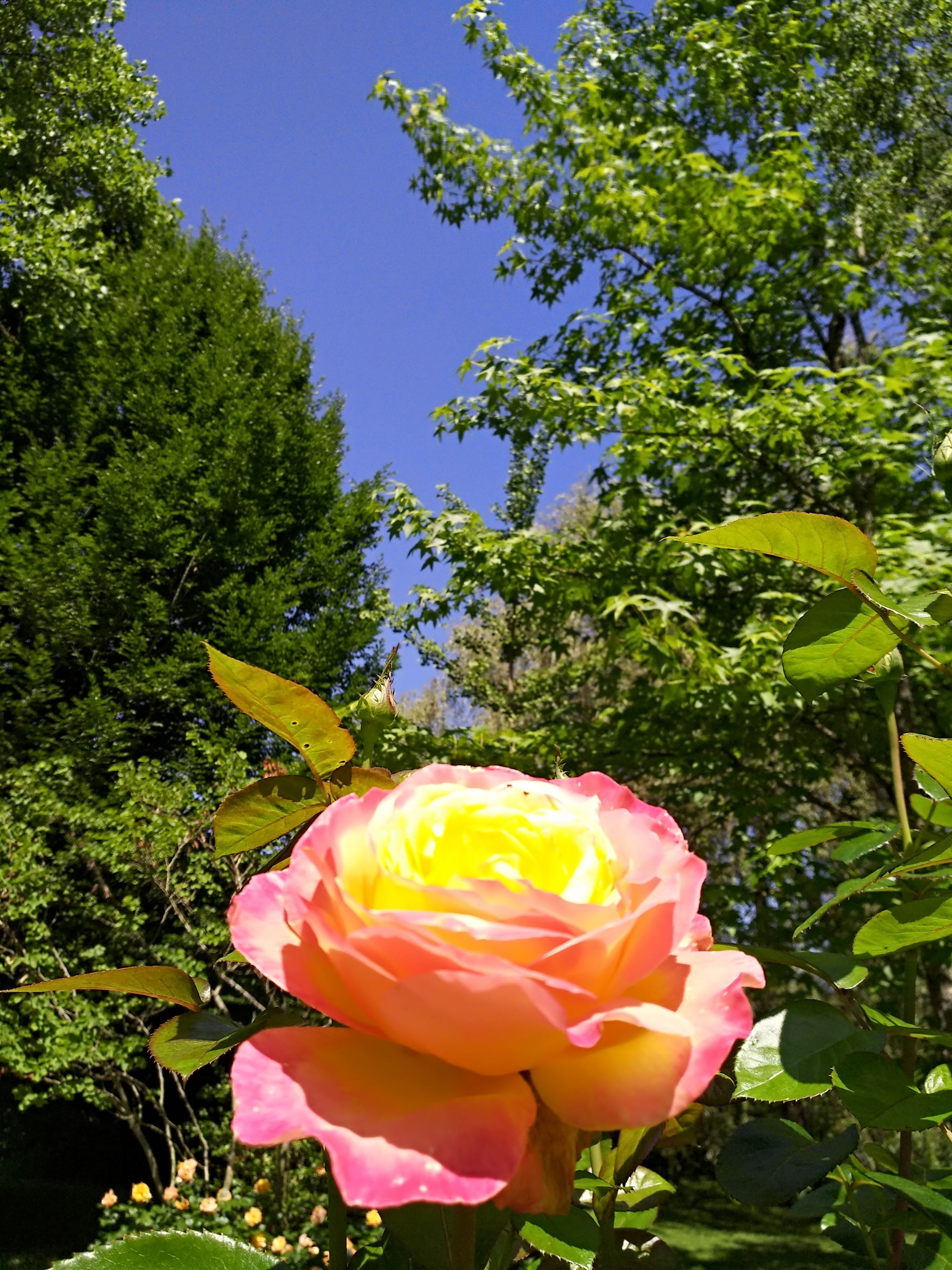 Photo n° 41 de l'avis de Ronald.o fait le 28/06/2018 à 17:08