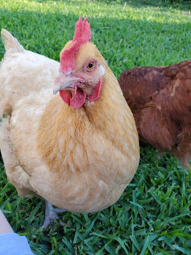 Chicken hatchery Fort Worth
