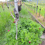 Photo n°8 de l'avis de Schäfer.l fait le 19/05/2023 à 05:13 sur le  Hotel Landgut Burg à Weinstadt