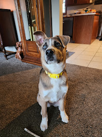 Courteous K9 - Photo 5 - Car repair in Rochester, MN, Rochester