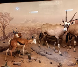 Durban Natural Science Museum photo