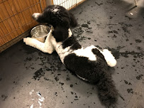 Pup-A-Razzi - Photo 5 - Car repair in Beaverton, OR, Hillsboro